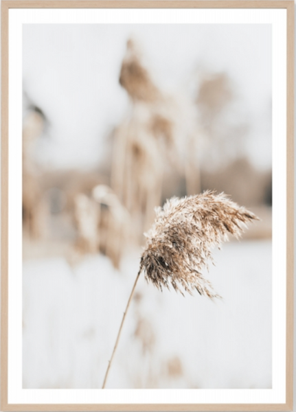 Coastal Grass